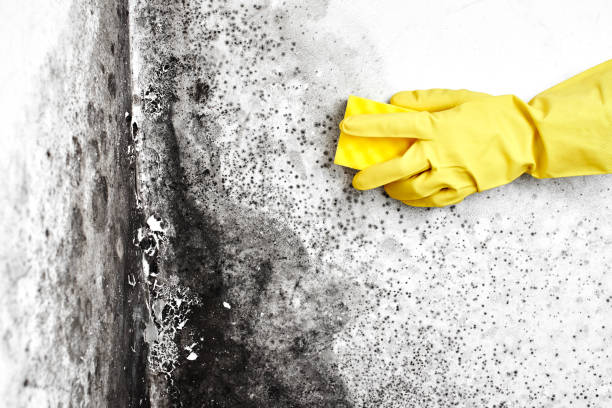 Best Mold Remediation  in Baileyton, AL