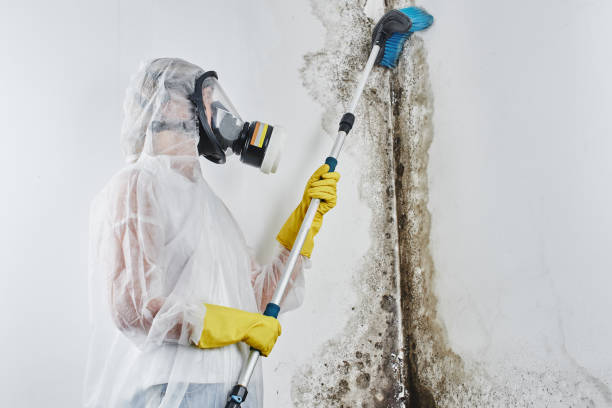 Best Toxic Mold Removal  in Baileyton, AL