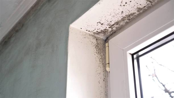 Best Professional Mold Removal  in Baileyton, AL