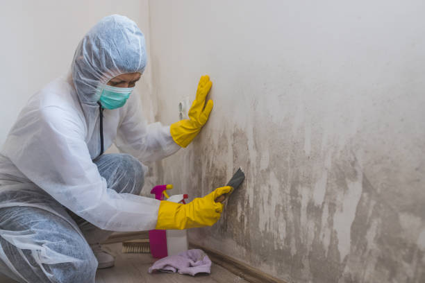 Best Mold Cleaning Services  in Baileyton, AL