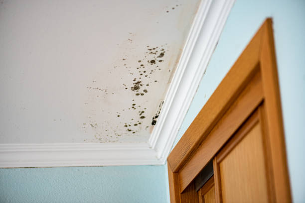 Best Same-Day Mold Removal  in Baileyton, AL