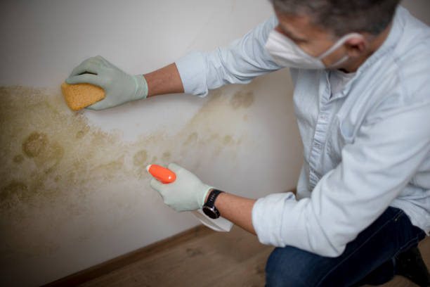 Best Attic Mold Removal  in Baileyton, AL