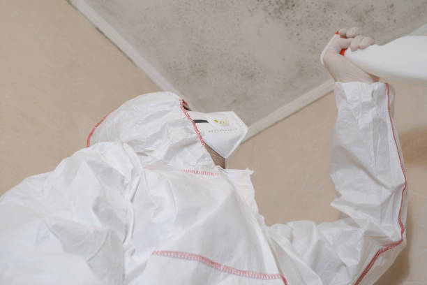 Best Fast Mold Removal  in Baileyton, AL