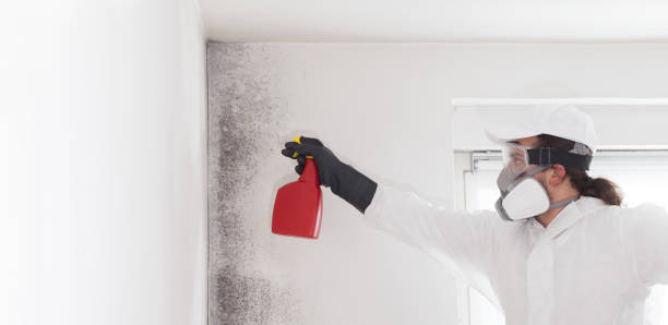 Best Mold Cleaning Services  in Baileyton, AL