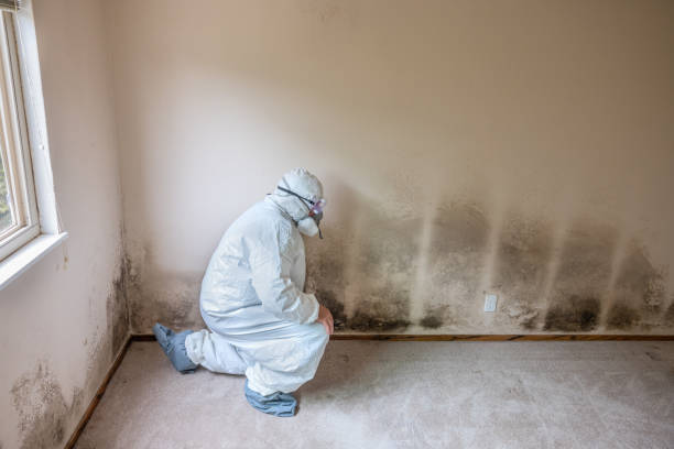 Best Mold Testing  in Baileyton, AL