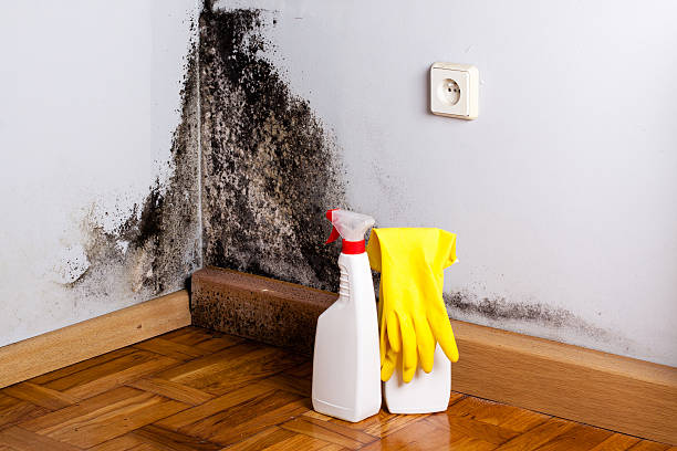 Best Emergency Mold Removal  in Baileyton, AL