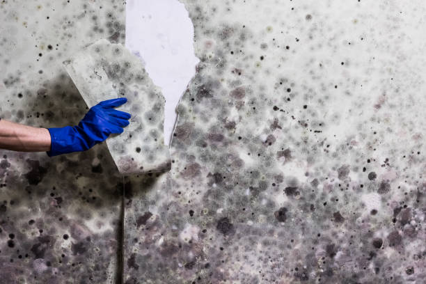 Office Mold Removal Services in Baileyton, AL
